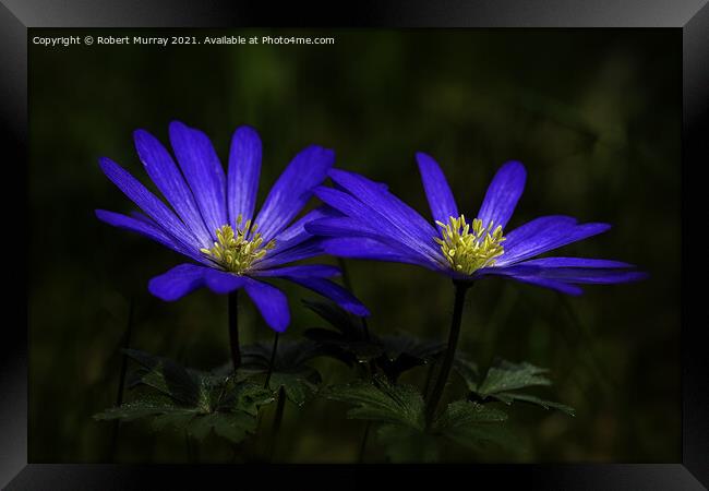 Anemone Blanda Framed Print by Robert Murray