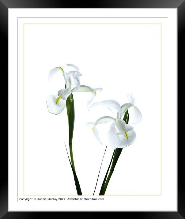 White Dutch Iris Framed Mounted Print by Robert Murray