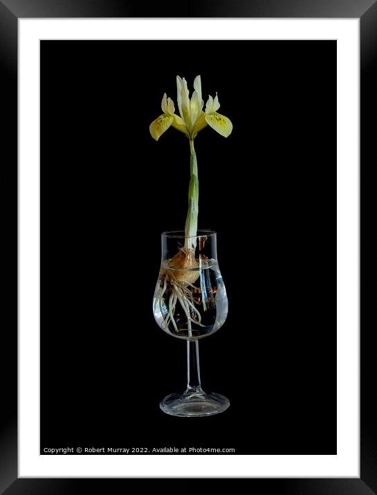 Iris in a Glass Framed Mounted Print by Robert Murray