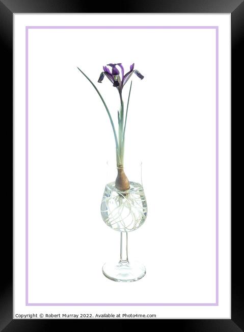 Iris Spot On in a glass. Framed Print by Robert Murray