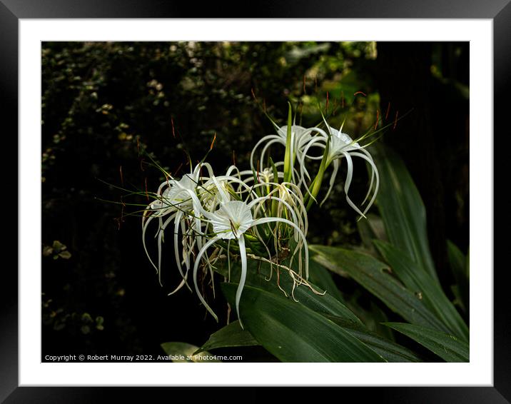 Spider Lily Framed Mounted Print by Robert Murray