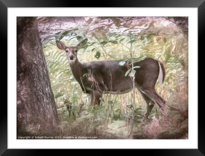 White-tailed deer in woodland. Framed Mounted Print by Robert Murray