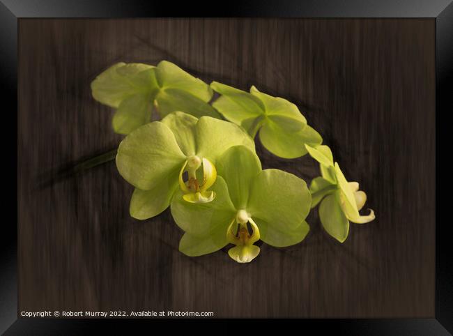 Yellow moth orchid Framed Print by Robert Murray