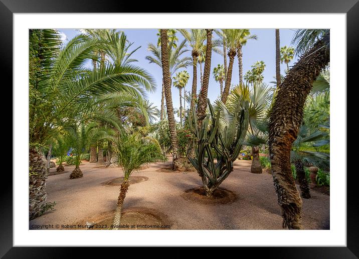 Desert plants in Jardin Marjorelle, Marrakech. Framed Mounted Print by Robert Murray