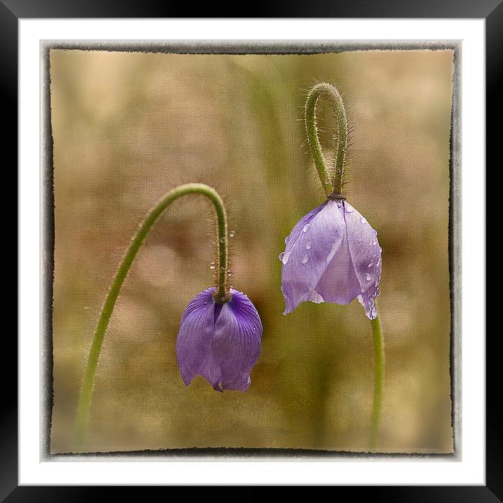 Delicate Beauty of the Himalayan Poppies Framed Mounted Print by Robert Murray