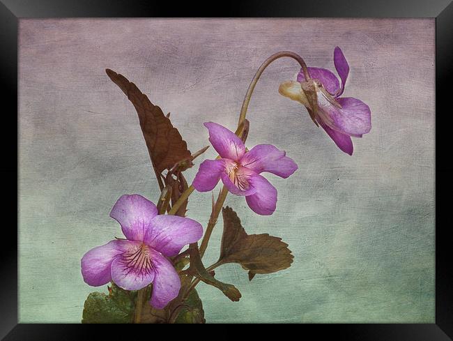 Enchanting Viola Labradorica Framed Print by Robert Murray