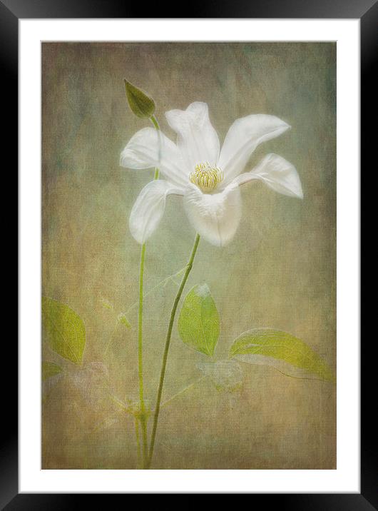 Tranquil White Clematis "Huldine". Framed Mounted Print by Robert Murray
