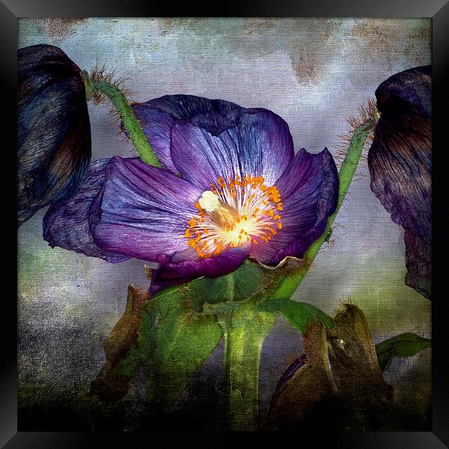 Meconopsis Fading Beauty. Framed Print by Robert Murray