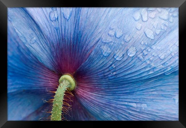 Majestic Blue Poppy. Framed Print by Robert Murray