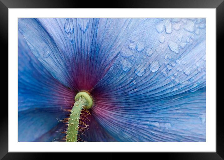 Majestic Blue Poppy. Framed Mounted Print by Robert Murray
