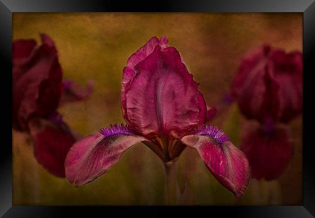 A Dwarf Bearded Iris Garden of Beauty Framed Print by Robert Murray