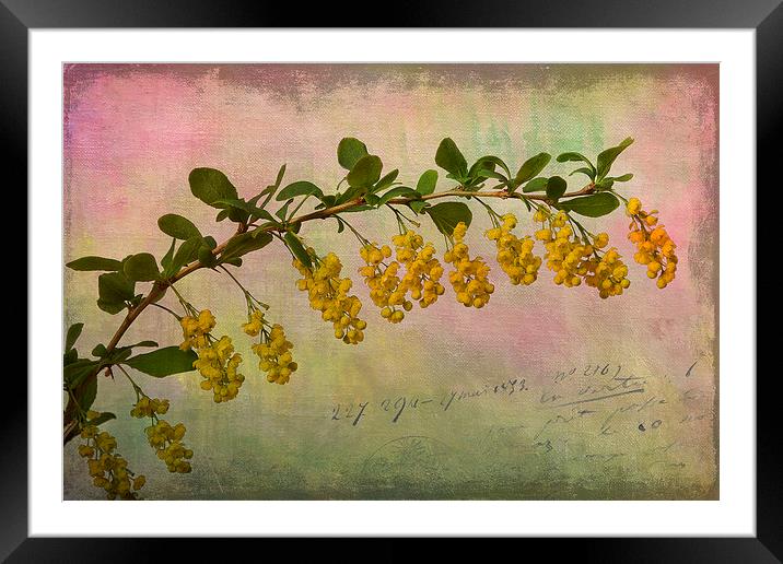 Honey bells Framed Mounted Print by Robert Murray