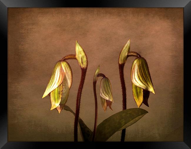 Exotic Slipper Orchids in Bloom Framed Print by Robert Murray
