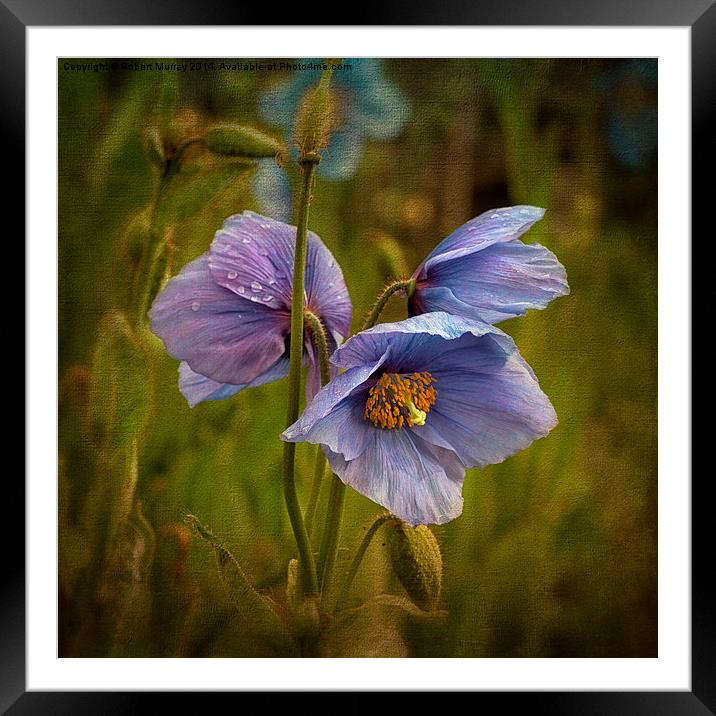 Meconopsis Framed Mounted Print by Robert Murray