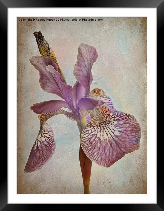 Iris dancing Framed Mounted Print by Robert Murray