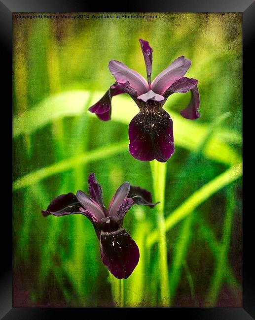 Black Iris Framed Print by Robert Murray