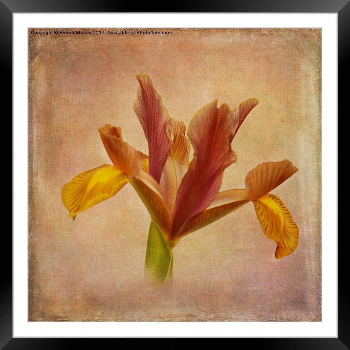  Iris hollandica Framed Mounted Print by Robert Murray