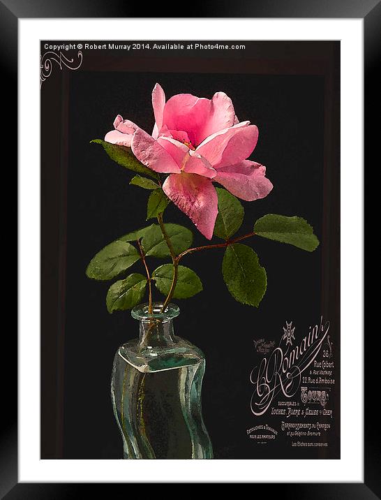  Rose in a Bottle 2 Framed Mounted Print by Robert Murray