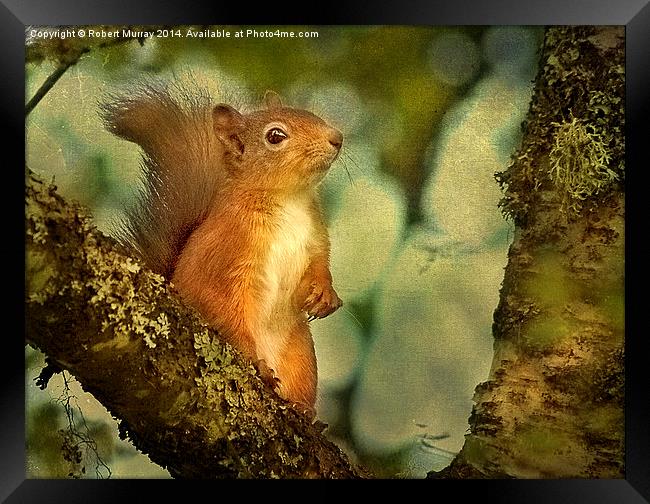  Red Squirrel Framed Print by Robert Murray