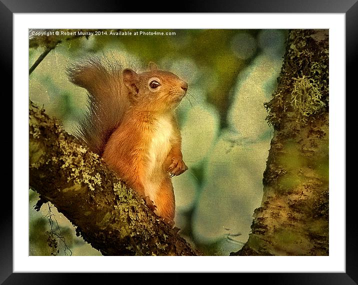  Red Squirrel Framed Mounted Print by Robert Murray