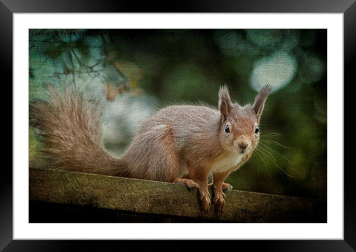  Red Squirrel 2 Framed Mounted Print by Robert Murray
