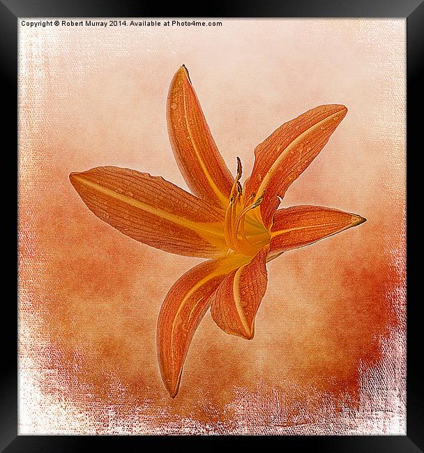  Orange Daylily Framed Print by Robert Murray