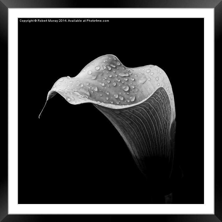  Calla in Black and White Framed Mounted Print by Robert Murray