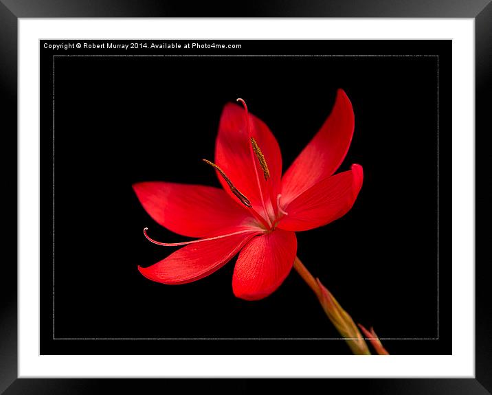  Red Kaffir Lily Framed Mounted Print by Robert Murray