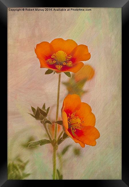  Orange Potentilla Framed Print by Robert Murray