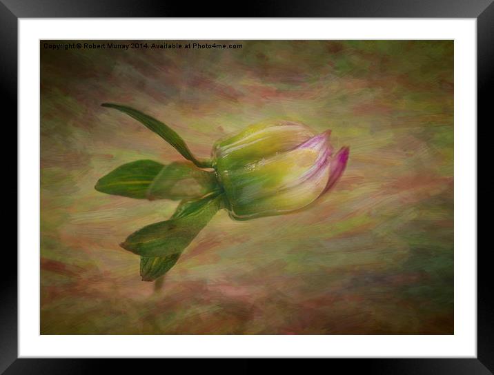  Struggling to Emerge Framed Mounted Print by Robert Murray