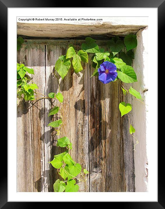  Morning Glory Framed Mounted Print by Robert Murray