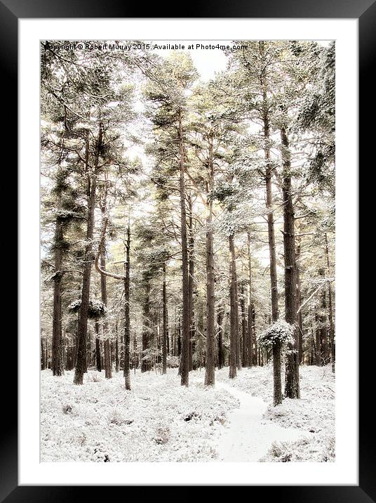  The Winter Forest Framed Mounted Print by Robert Murray