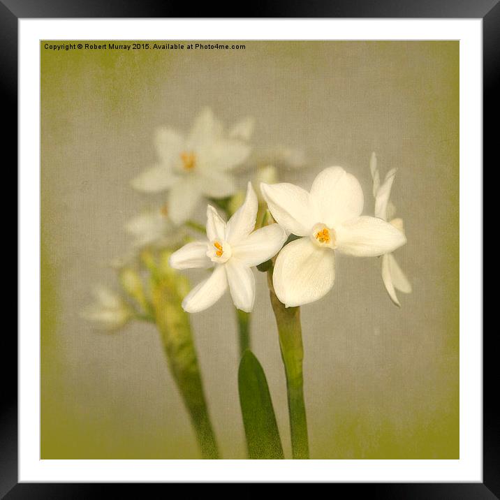  Paperwhites Framed Mounted Print by Robert Murray