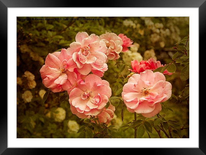 Roses Framed Mounted Print by Robert Murray