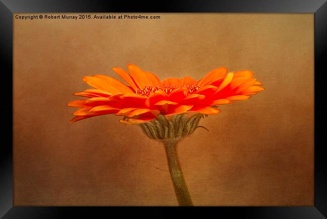  Orange Gerbera Framed Print by Robert Murray