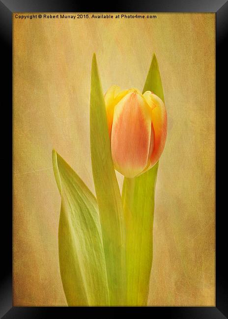  Tulip Sunrise Framed Print by Robert Murray