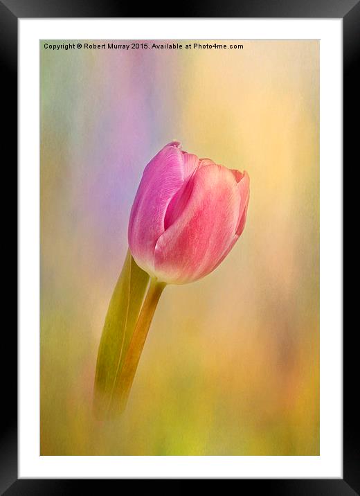  Tulip Flamboyant Framed Mounted Print by Robert Murray