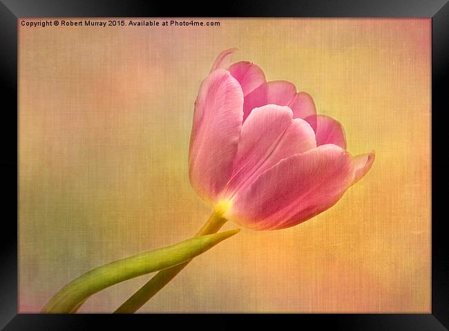  Tulip Sunshine Framed Print by Robert Murray