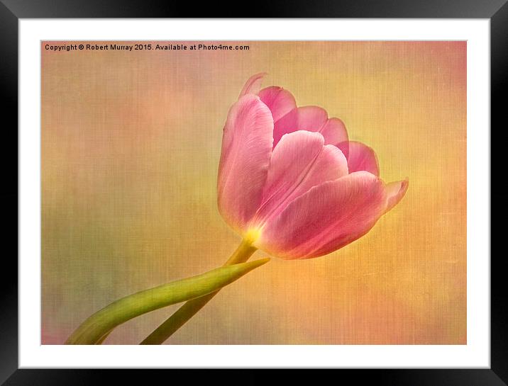  Tulip Sunshine Framed Mounted Print by Robert Murray