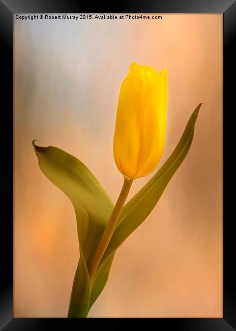  Tulip Golden Sunrise Framed Print by Robert Murray