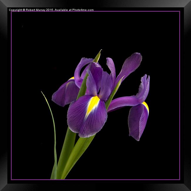  Purple Iris Framed Print by Robert Murray