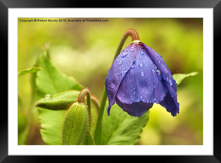  The Awakening Framed Mounted Print by Robert Murray