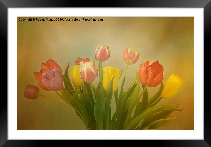  The Joy of Tulips Framed Mounted Print by Robert Murray