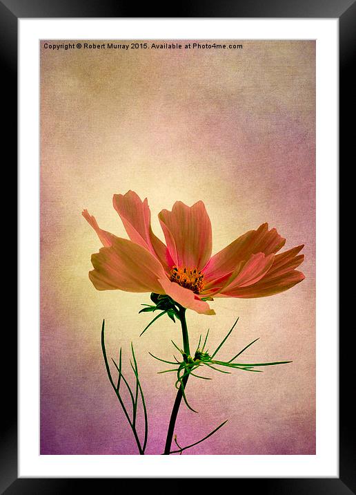  Cosmos - Flower of Love Framed Mounted Print by Robert Murray