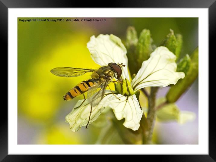  Hoverfly Framed Mounted Print by Robert Murray