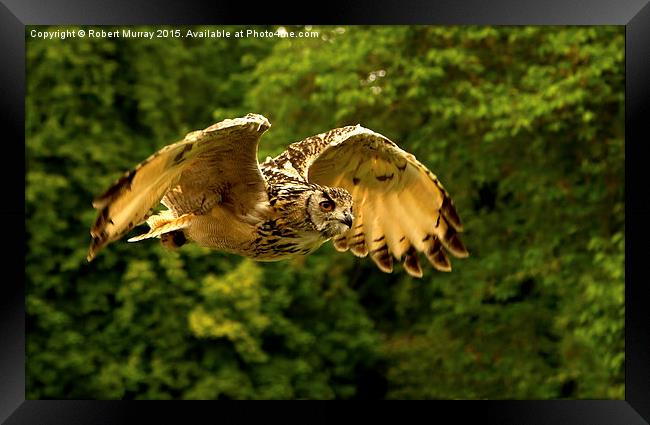  Eagle Owl Framed Print by Robert Murray