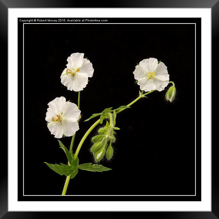   White Dusky Cranesbill Framed Mounted Print by Robert Murray