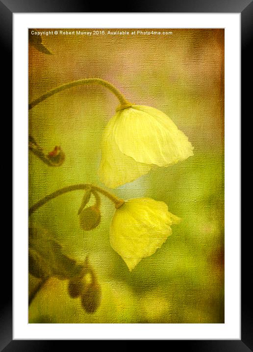  Meconopsis napaulensis Framed Mounted Print by Robert Murray