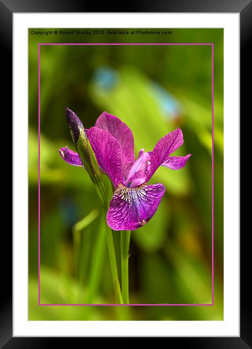  Siberian Iris Framed Mounted Print by Robert Murray