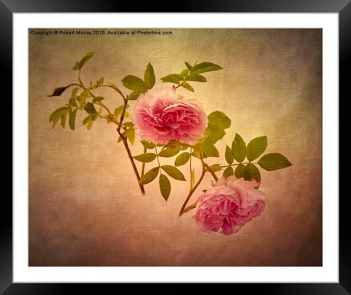  Beauty in Pink Framed Mounted Print by Robert Murray